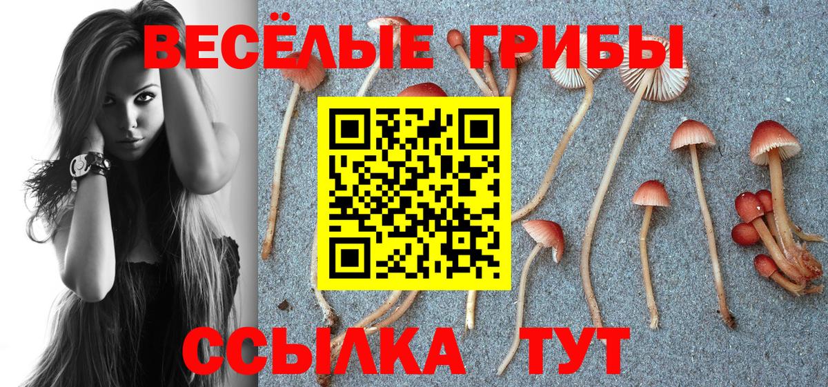 Галлюциногенные грибы Psilocybine cubensis  Звенигород  Псилоцибиновые грибы Magic Shrooms 