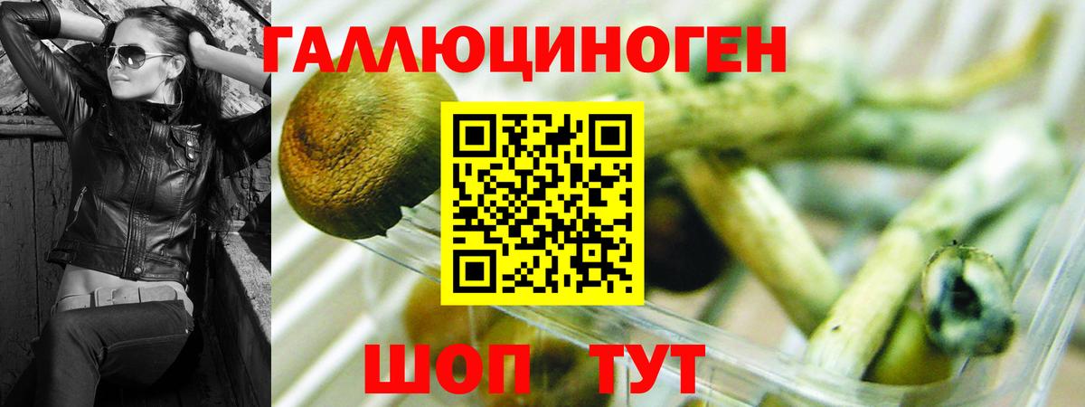 Галлюциногенные грибы Psilocybine cubensis  Вход с VPN  Звенигород 